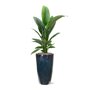 Spathiphyllum 'Sensation' in Plain